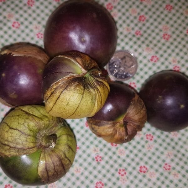 A pile of Purple Tomatillos are shown with a quarter. They can grow quite large. Organically grown by Garden Faerie Botanicals. Canada