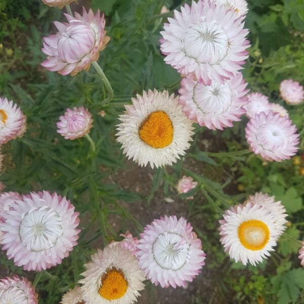 Many Slivery Rose Strawflowers grow in a bunch. Organically grown by Garden Faerie Botanicals. Canada