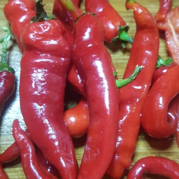 A pile of Sweet Italian Frying peppers. Organically grown by garden Faerie Botanicals. Heirloom Seeds, canada