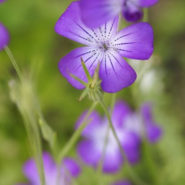 The Nielle of the wheats flowers are a beautiful purple colour. Organically grown by Garden Faerie Botanicals. Endangered Seeds, Canada