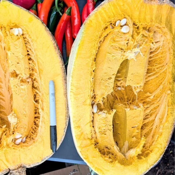 Yakima Marblehead squash is a rare heirloom. The image shows a 18 lb fruit cut in half. Massive. Organically Grown by Garden Faerie Botanicals. Heritage seeds, Canada