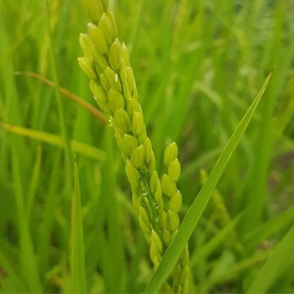 Zerawchanica Rice growing during summer. Organically produced by Garden Faerie Botanicals. Heirloom from Poland.