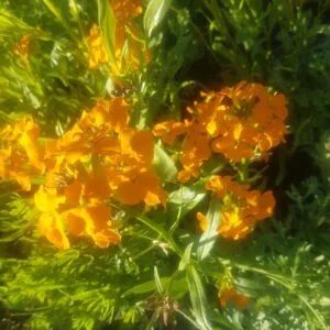 Siberian Wallflower. Organically grown by Garden Faerie Botanicals. heirloom seeds, Canada