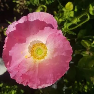 Shirley Double Mix poppy seeds. A beautiful pink poppy, organically grown by Garden Faerie Botanicals. Heirloom Seeds, Canada