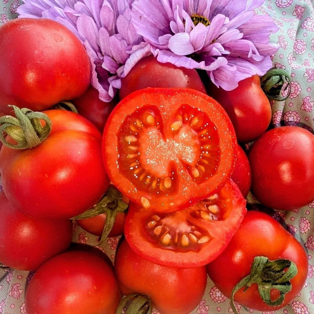 Canne Torre Longkeeper Tomato Seed • Amazing Storage Variety