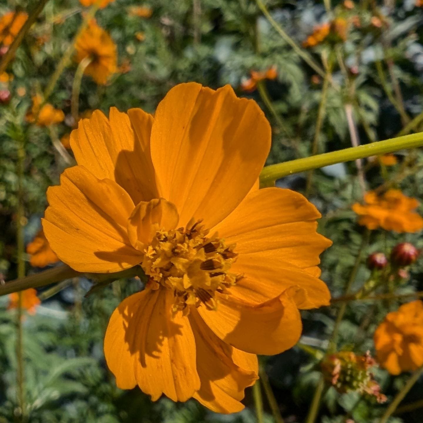 Keniker-flower.-Heirloom-Seeds